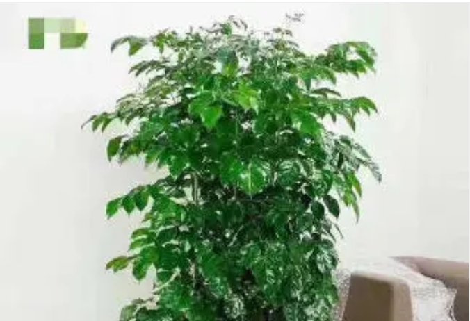 植物租摆,植物租售,花卉租摆 植物租摆,植物租售,花卉租摆