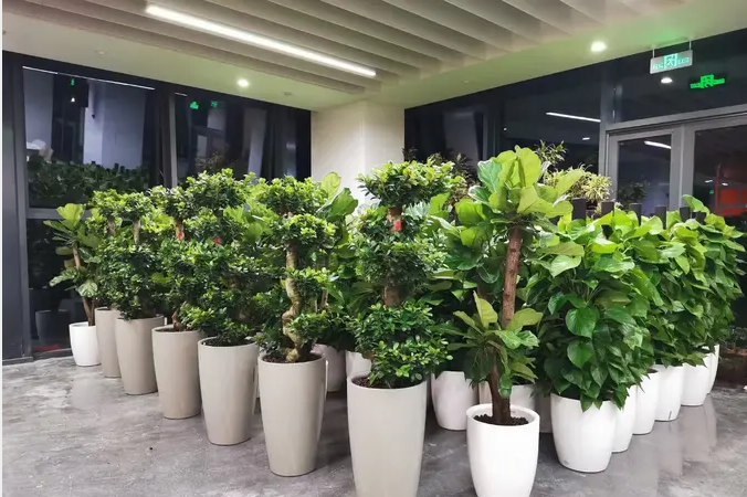 绿植租摆、鲜花租赁 绿植租摆、鲜花租赁