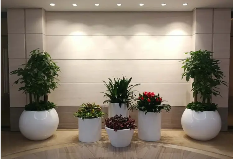 茶楼绿植租售 酒店绿植租售等 茶楼绿植租售 酒店绿植租售等