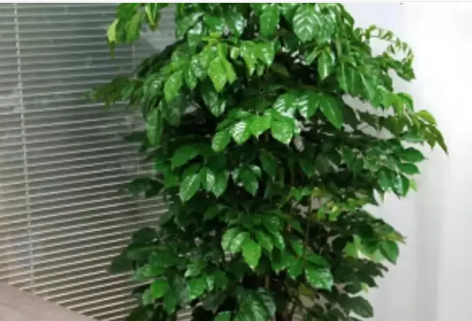 绿植租赁|办公室绿植租摆 绿植租赁|办公室绿植租摆