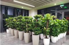 绿植租摆、鲜花租赁 绿植租摆、鲜花租赁