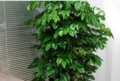 绿植租赁|办公室绿植租摆 绿植租赁|办公室绿植租摆